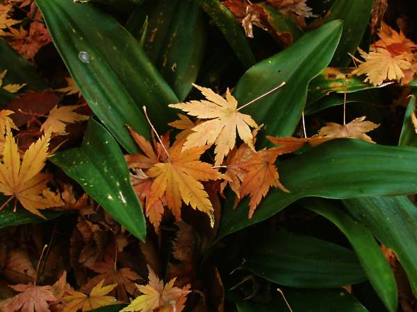 sasanoha-momiji