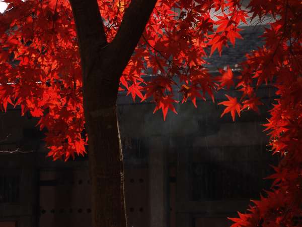 steam-momiji