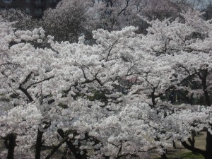 Cherry Blossoms in Castle Park